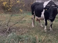 Kuh, Russian Black pied cattle — Foto 1
