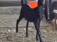 Ziege, Kamori goats — Foto 4