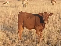 Toro, Simmental cattle — foto 4