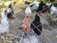 Australorp — Foto 3