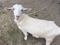 母山羊, Goats — 照片 2