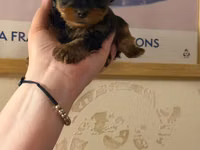 Cins: Yorkshire Terrier (yorki) balası Rəng: Qara‑tünd qəhvəyi (tan — photo 3