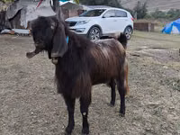 公山羊, Goats — 照片 3