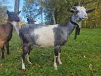 Echki, Alpine goat — 2-rasm