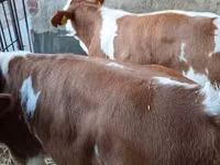 Toro, Simmental cattle — foto 2