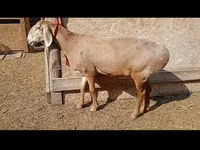 نعجة, Rhon sheep — الصورة 2