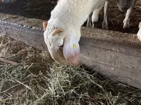 Carnero, Assaf sheep — foto 3