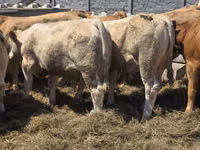 Bull, Limousin cow — photo 7