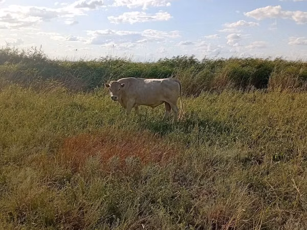 公牛, Cattle — 哈萨克斯坦