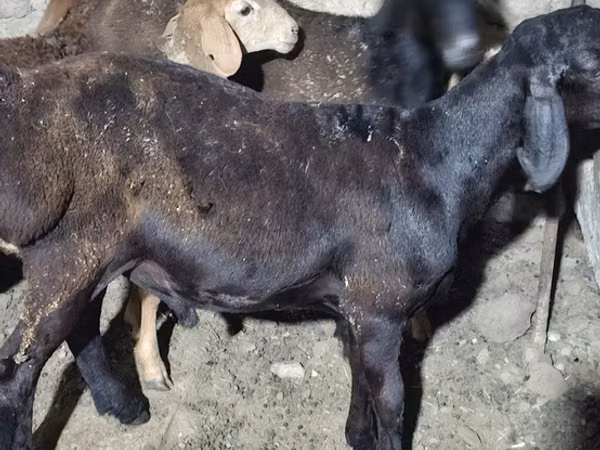 Widder, Karakul sheep