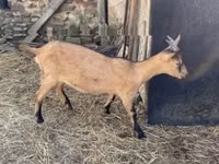 Ziege, Alpine goat — Foto 3