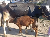 母牛, Russian Black pied cattle — 照片 1