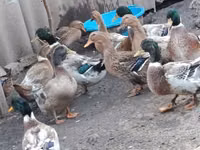 Ducks — Foto 1