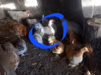 Pekin Bantam — photo 1