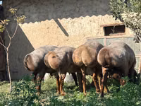 Ram, Arashan sheep — photo 1