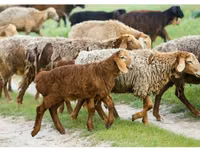 Widder, Hissar sheep — Foto 1