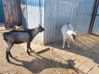 母山羊, Alpine goat — 照片 2