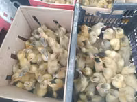 Ducks — الصورة 1