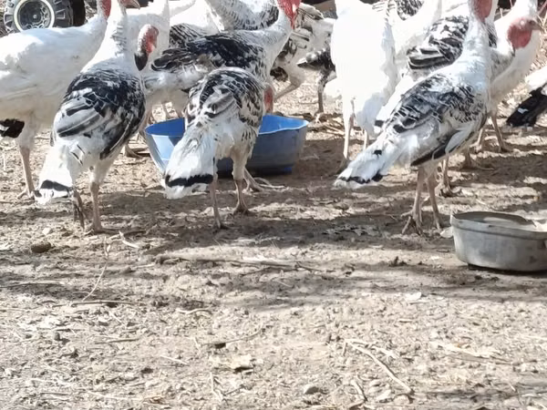 Turkeys