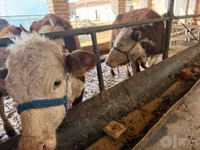 Kuh, Simmental cattle — Foto 3