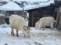 Ziege, Saanen goat — Foto 1