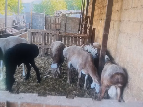 Кочкор, Койлор — Казакстан