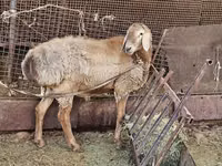 Widder, Arashan sheep — Foto 8