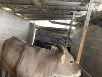 母牛, Swiss cattle — 照片 2