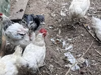 Chickens — Foto 3