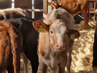 Cattle (batch, sex not specified), Cattle — photo 4