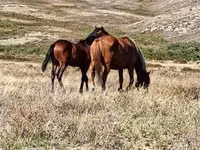Stute, Horse breed — Foto 2