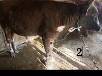 Rinder (Partie, Geschlecht nicht angegeben), Simmental cattle — Foto 2