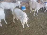 Cabro, Saanen goat — foto 5
