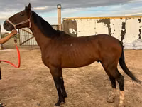 Hengst, Thoroughbred horse — Foto 2