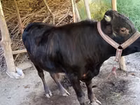 公牛, Cattle — 照片 1