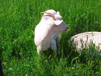 Goat, Saanen goat — photo 4