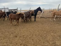 Mare, Horse breed — photo 4
