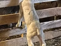 Carnero, Ile-de-France sheep — foto 2