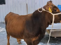 公牛, Swiss cattle — 照片 2