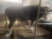 公牛, Holstein breed — 照片 2