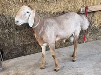 Widder, Arashan sheep — Foto 4