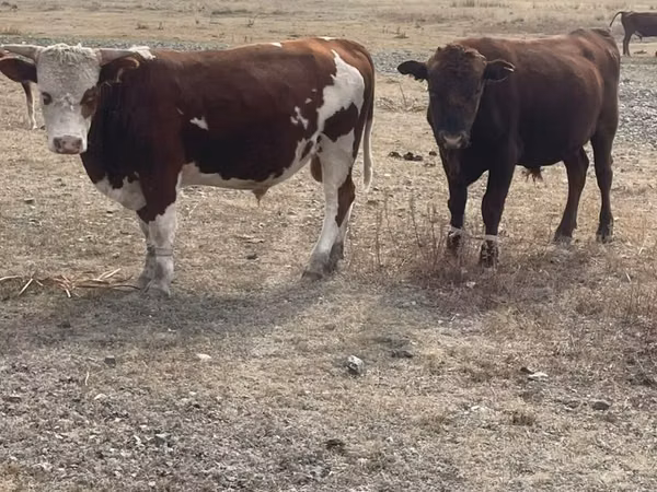 Bulle, Kasachische Weißkopfkuh