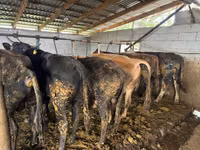 सांड, Simmental cattle — फ़ोटो 6