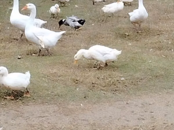 Geese