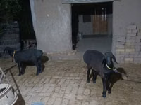 Cabro, Cabras — foto 1