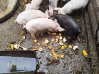 公猪, Pigs — 照片 2