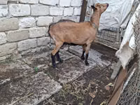 Ziege, Italian Alpine goat — Foto 4
