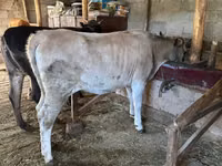 公牛, Cattle — 照片 3