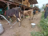 母牛, Alatau breed — 照片 1