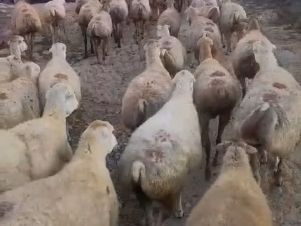 भेड़, Daglıс sheep